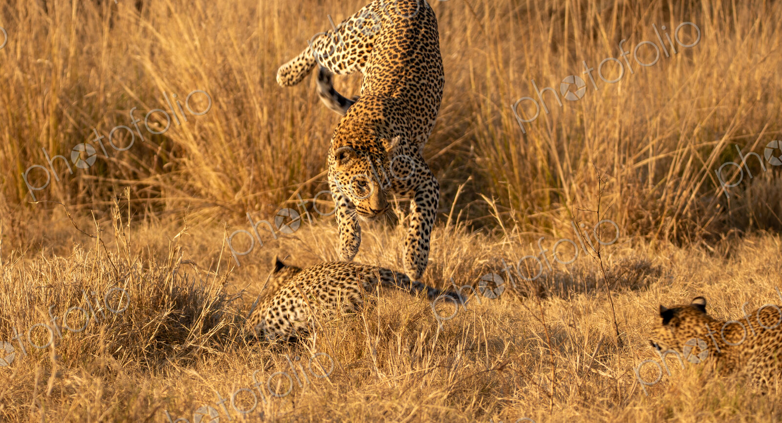 A Leopard, Panthera pardus, playing with her cubs.