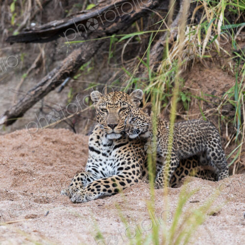 A Leopard cub, Panthera pardus, rubbing up against its mother. A Leopard cub, Panthera pardus, rubbing up against its mother.