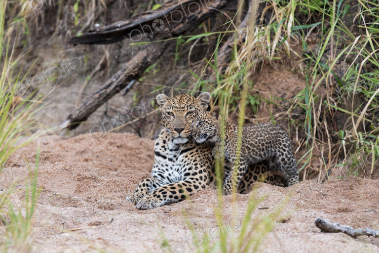 A Leopard cub, Panthera pardus, rubbing up against its mother.