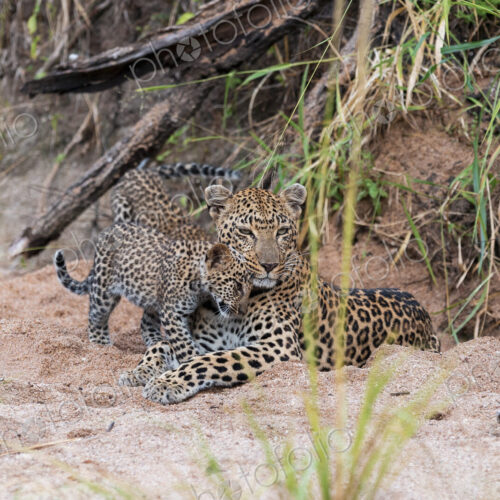 A Leopard cub, Panthera pardus, rubbing up against its mother. A Leopard cub, Panthera pardus, rubbing up against its mother.