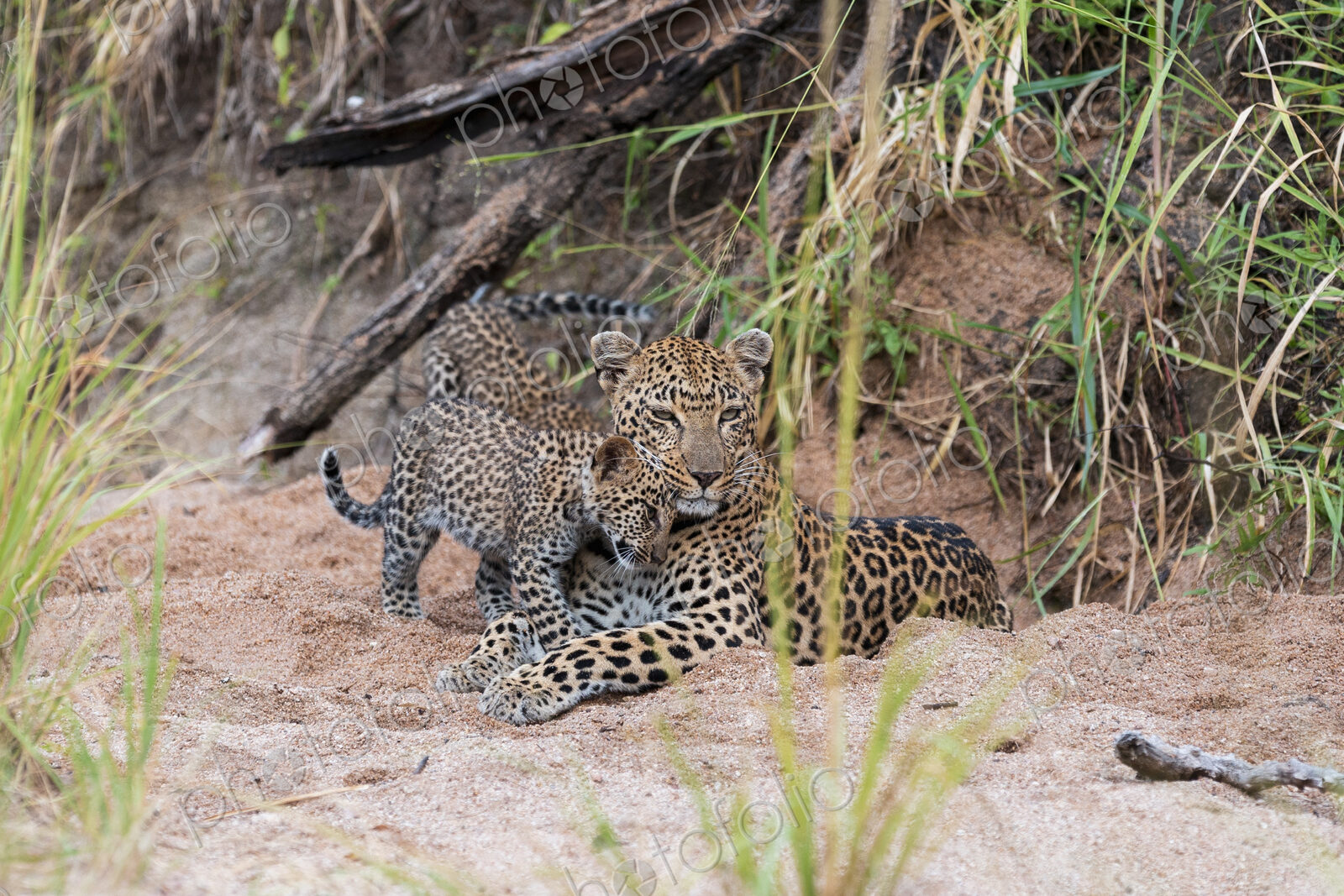 A Leopard cub, Panthera pardus, rubbing up against its mother.