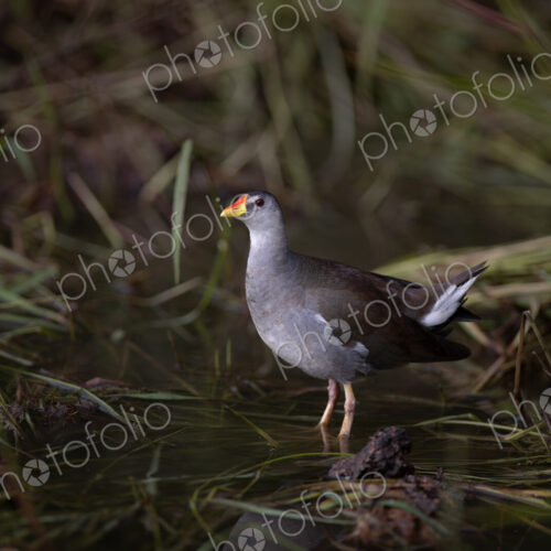 A Lesser Moorhen, Gallinula angulata, standing in water. A Lesser Moorhen, Gallinula angulata, standing in water.