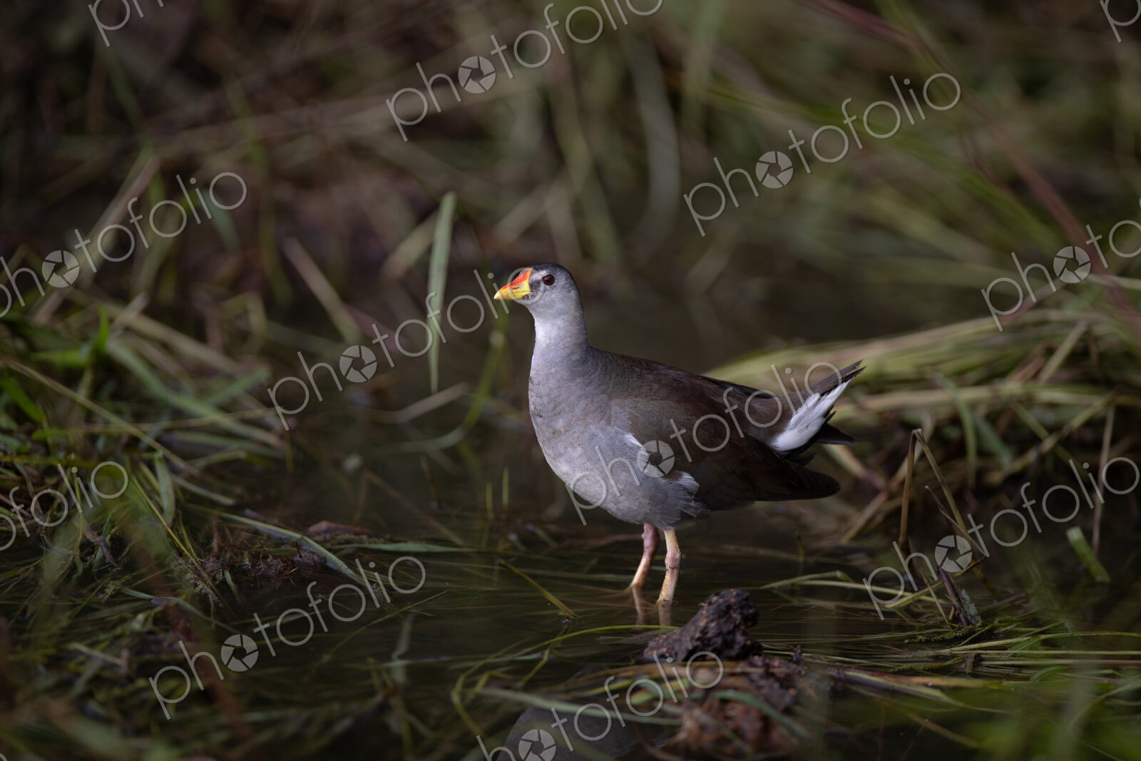 A Lesser Moorhen, Gallinula angulata, standing in water.