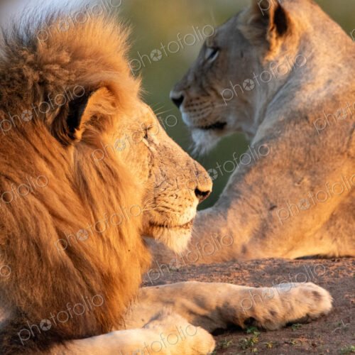 A Lion and lioness, Panthera leo, lying down together, close-up. A Lion and lioness, Panthera leo, lying down together, close-up.