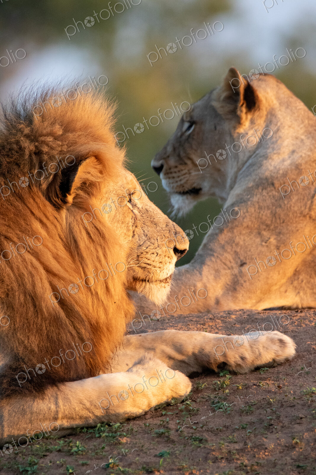 A Lion and lioness, Panthera leo, lying down together, close-up.