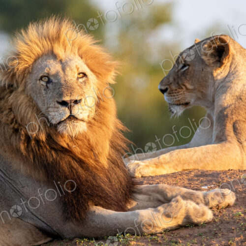 A Lion and lioness, Panthera leo, lying down together, close-up. A Lion and lioness, Panthera leo, lying down together, close-up.