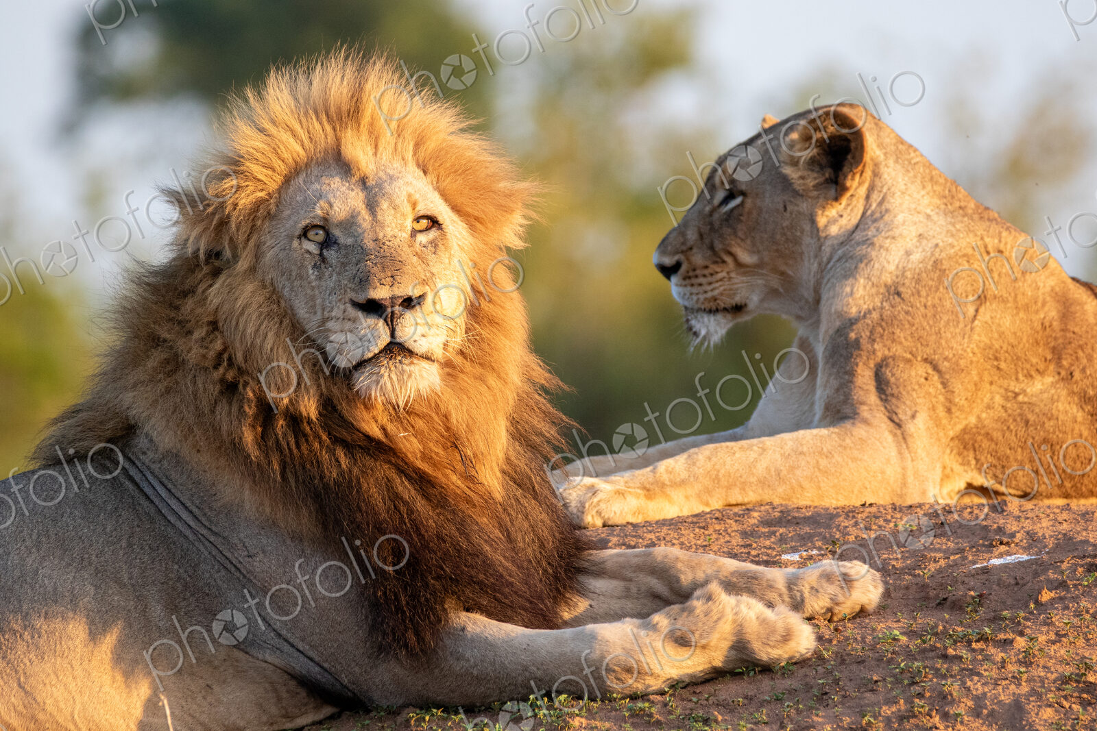 A Lion and lioness, Panthera leo, lying down together, close-up.