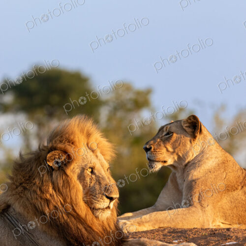 A Lion and lioness, Panthera leo, lying down together, golden light. A Lion and lioness, Panthera leo, lying down together, golden light.