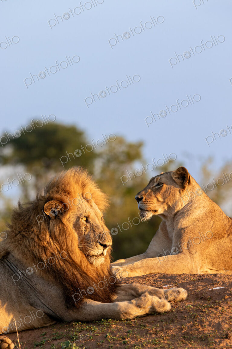 A Lion and lioness, Panthera leo, lying down together, golden light.