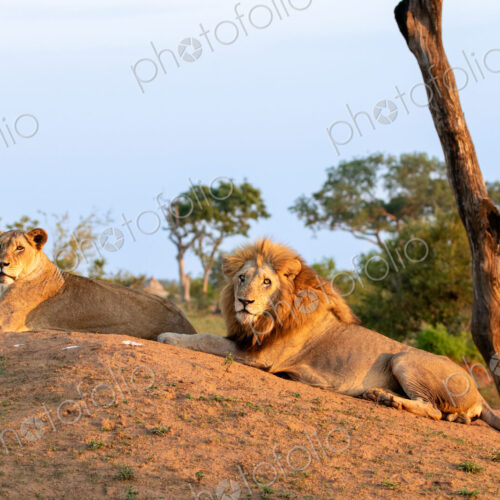 A Lion and lioness, Panthera leo, lying together on a mound. A Lion and lioness, Panthera leo, lying together on a mound.