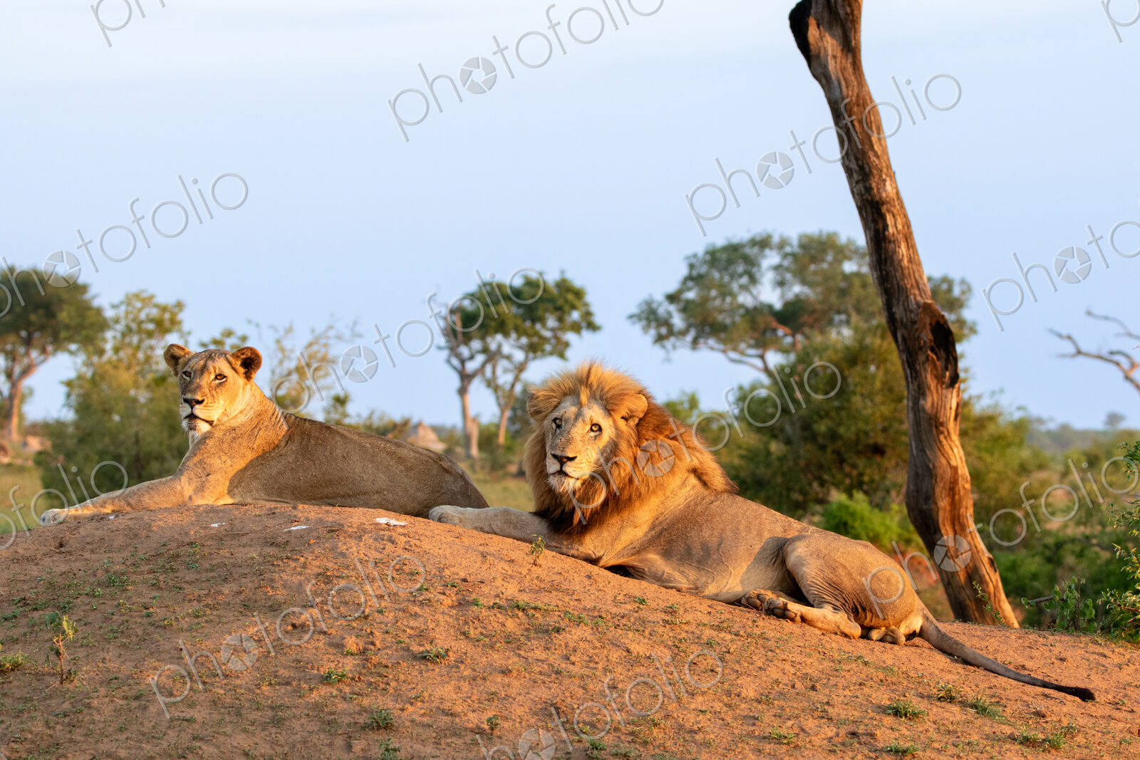 A Lion and lioness, Panthera leo, lying together on a mound.