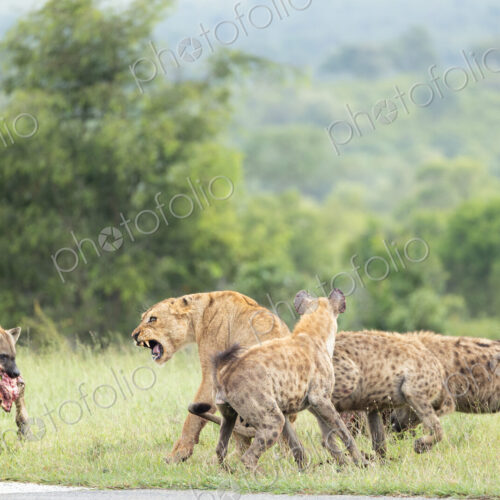 A Lioness, Panthera Leo, fighting with hyena, Hyaenidae, over a kill. A Lioness, Panthera Leo, fighting with hyena, Hyaenidae, over a kill.