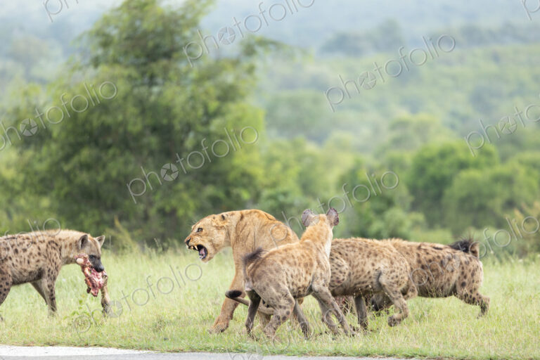 A Lioness, Panthera Leo, fighting with hyena, Hyaenidae, over a kill.