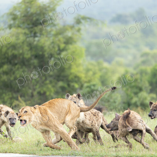 A Lioness, Panthera Leo, fighting with hyena, Hyaenidae, over a kill. A Lioness, Panthera Leo, fighting with hyena, Hyaenidae, over a kill.