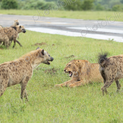 A Lioness, Panthera Leo, fighting with hyena, Hyaenidae, over a kill. A Lioness, Panthera Leo, fighting with hyena, Hyaenidae, over a kill.