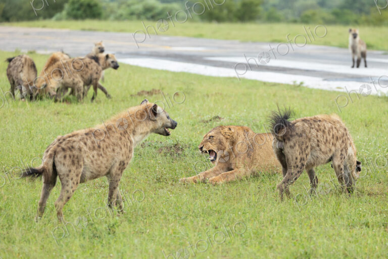 A Lioness, Panthera Leo, fighting with hyena, Hyaenidae, over a kill.