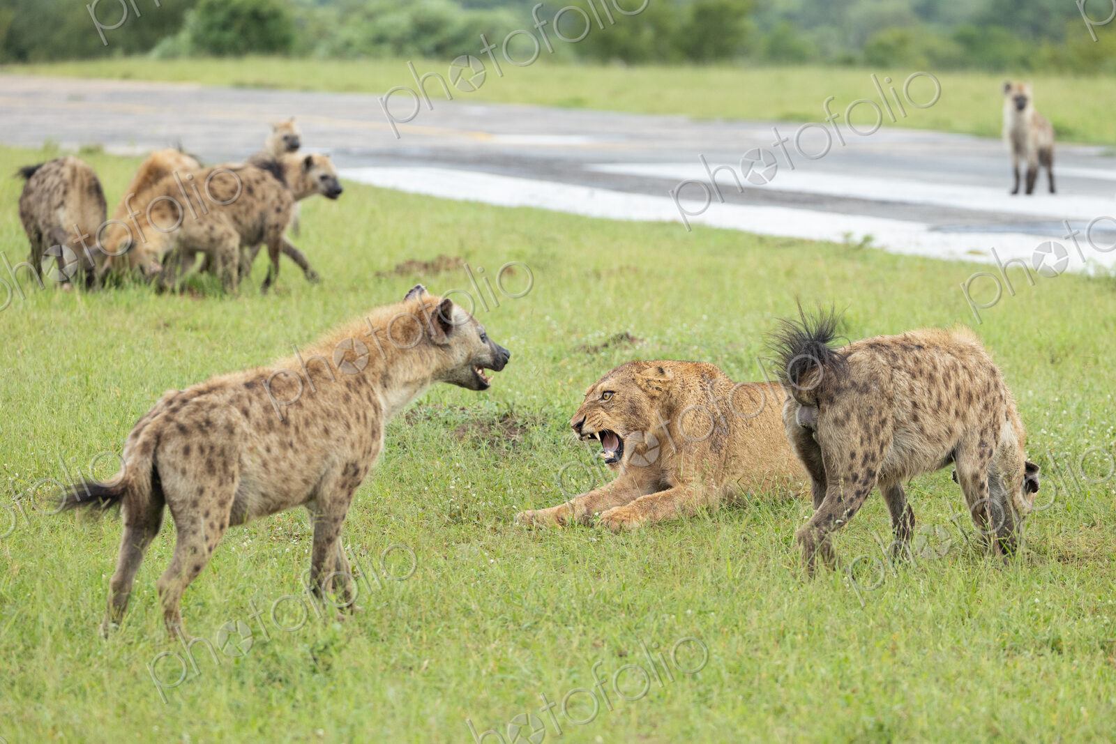 A Lioness, Panthera Leo, fighting with hyena, Hyaenidae, over a kill.