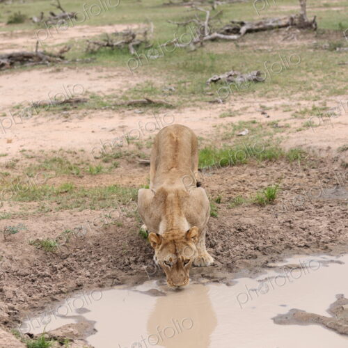 A Lioness, Panthera leo, drinking at a watering hole. A Lioness, Panthera leo, drinking at a watering hole.