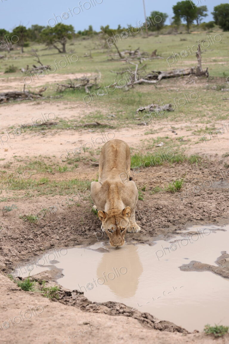 A Lioness, Panthera leo, drinking at a watering hole.