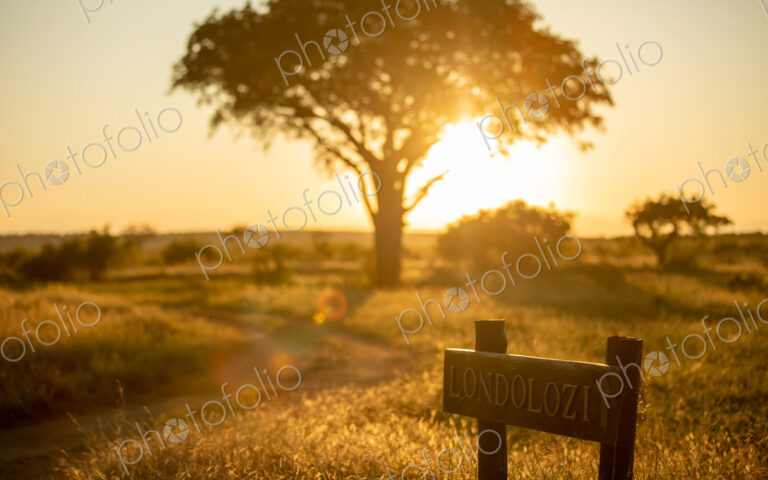 A Londolozi reserve sign, sunset lit.