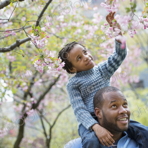 A New York city park in the spring. Sunshine and cherry blossom. A father giving his…