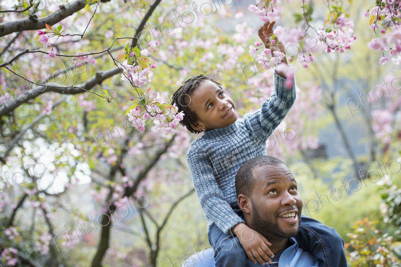 A New York city park in the spring. Sunshine and cherry blossom. A father giving his…