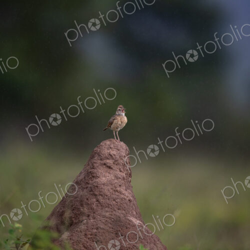A Rufous-naped Lark, Mirafra africana, calling. A Rufous-naped Lark, Mirafra africana, calling.