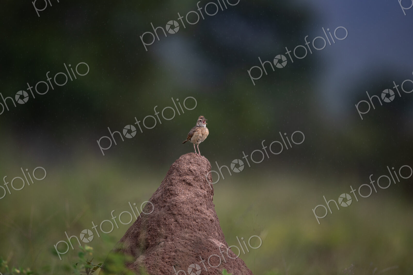 A Rufous-naped Lark, Mirafra africana, calling.