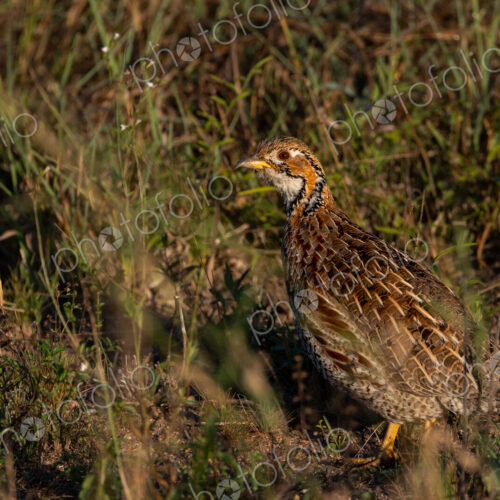A Shelleys Francolin, Scleroptila shelleyi, walking through grass. A Shelleys Francolin, Scleroptila shelleyi, walking through grass.