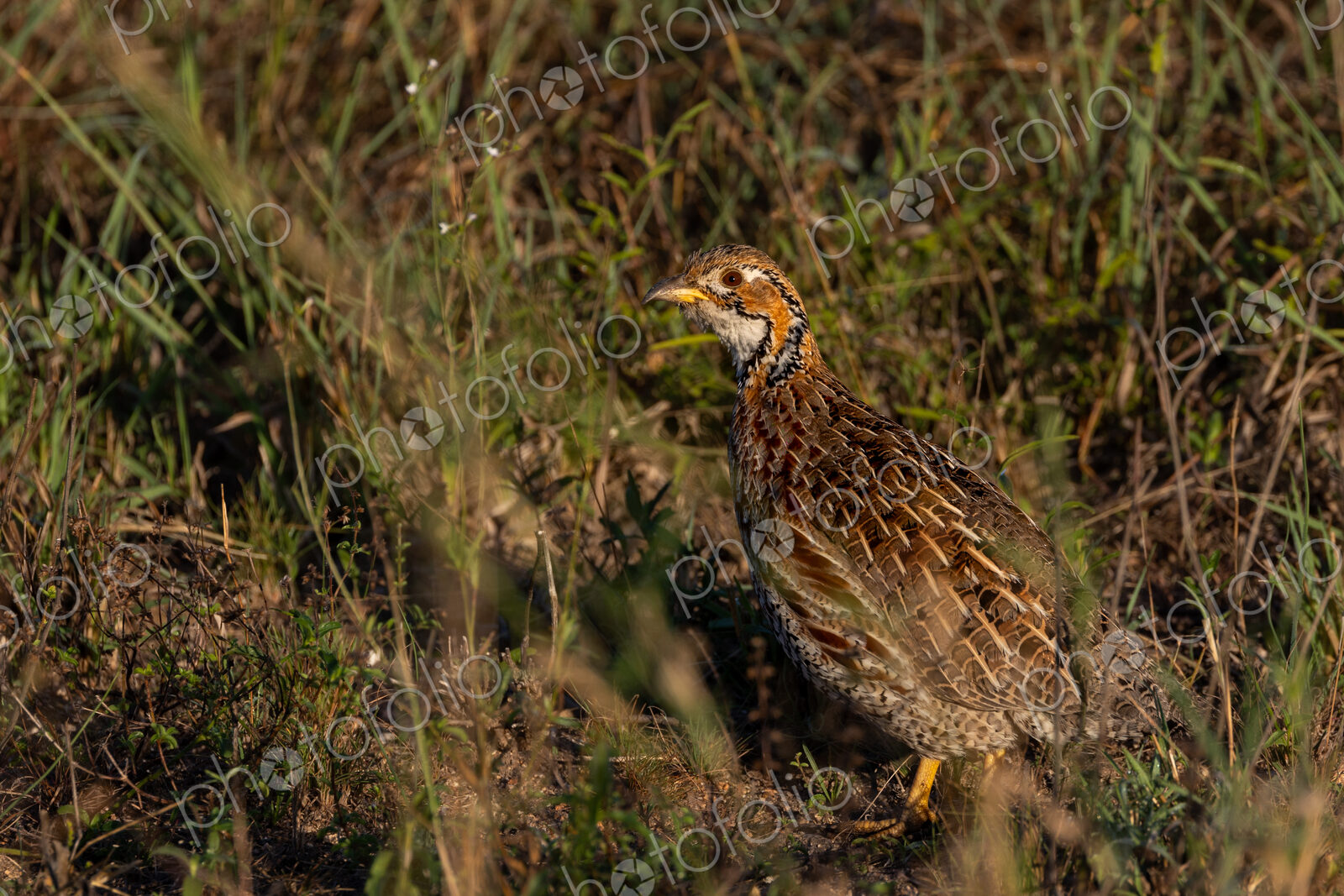 A Shelleys Francolin, Scleroptila shelleyi, walking through grass.