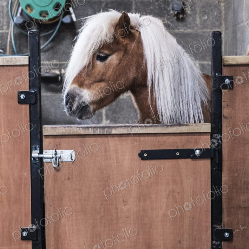 A Shetland pony with a long blonde mane in its box at a stable. A Shetland pony with a long blonde mane in its box at a stable.