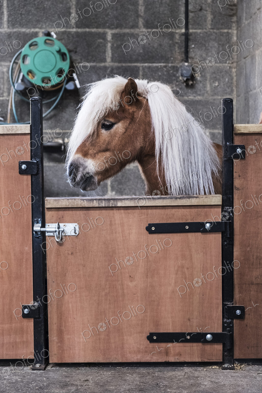 A Shetland pony with a long blonde mane in its box at a stable.