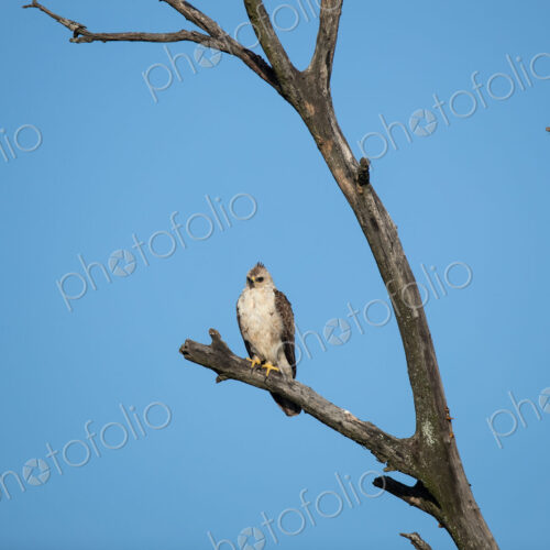 A Wahlberg's Eagle, Hieraaetus wahlbergi, perched in a tree. A Wahlberg's Eagle, Hieraaetus wahlbergi, perched in a tree.