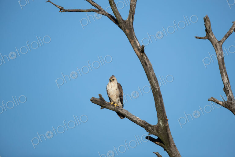 A Wahlberg's Eagle, Hieraaetus wahlbergi, perched in a tree.