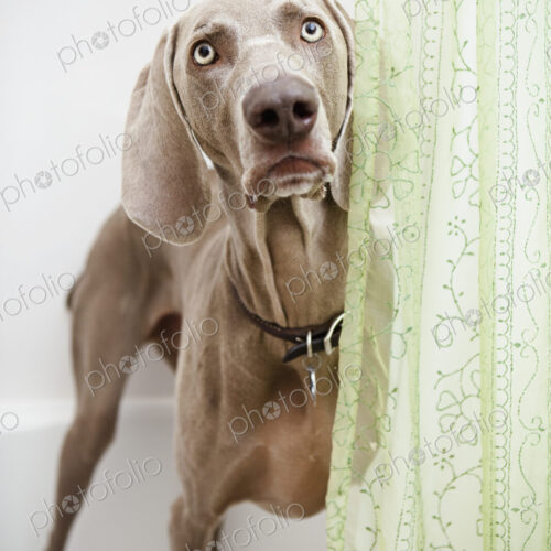 A Weimaraner dog standing looking around a shower curtain, in the bathroom. A Weimaraner dog standing looking around a shower curtain, in the bathroom.