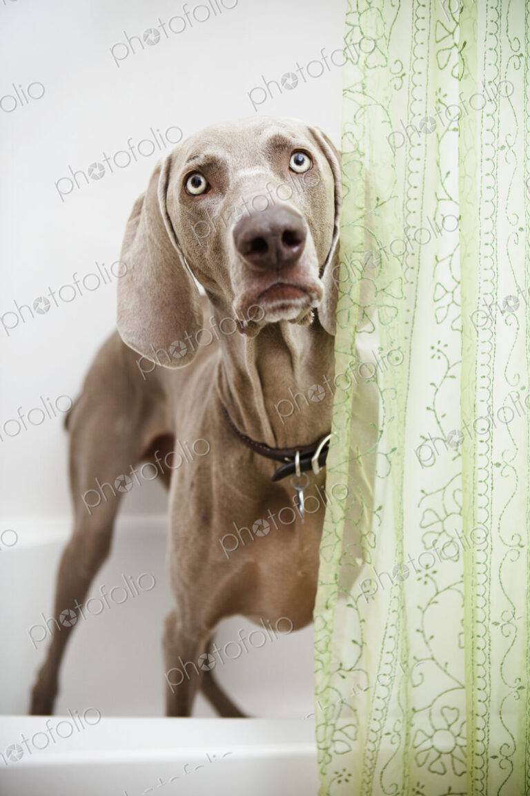 A Weimaraner dog standing looking around a shower curtain, in the bathroom.