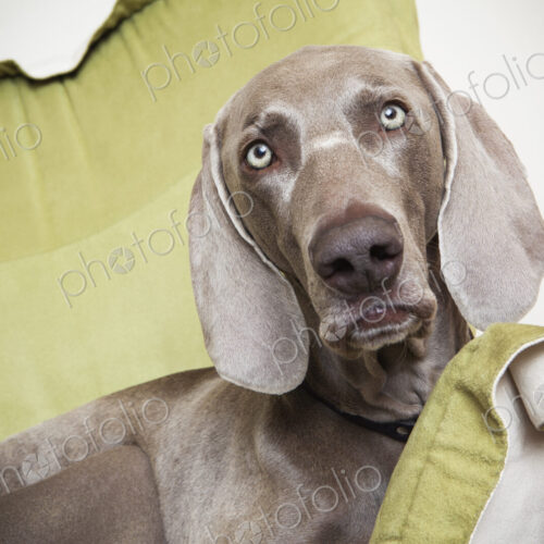 A Weimaraner pedigree dog lounging on a chair. A Weimaraner pedigree dog lounging on a chair.
