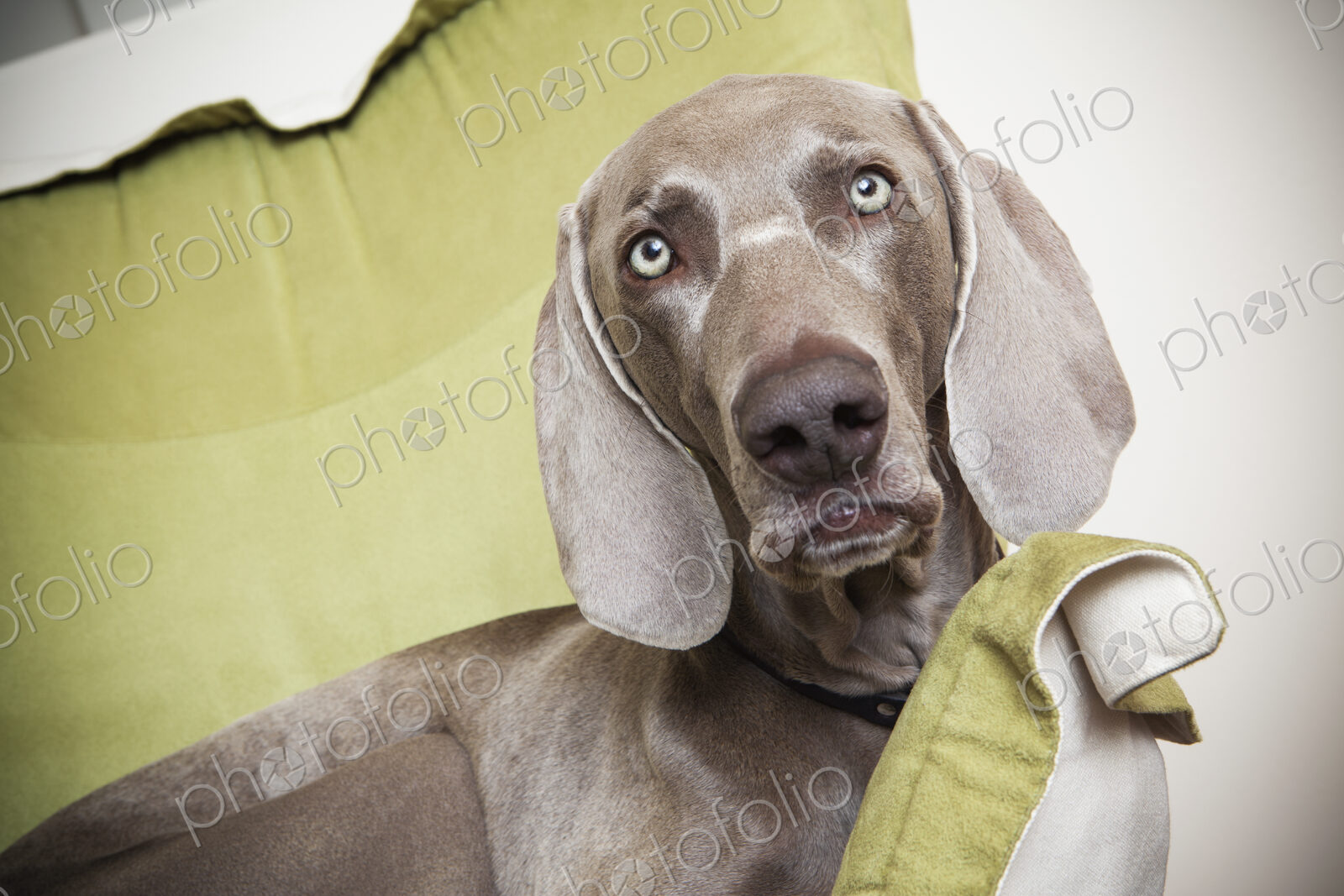 A Weimaraner pedigree dog lounging on a chair.