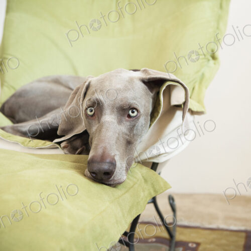 A Weimaraner pedigree dog lounging on a chair. A Weimaraner pedigree dog lounging on a chair.