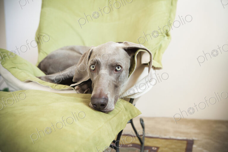 A Weimaraner pedigree dog lounging on a chair.