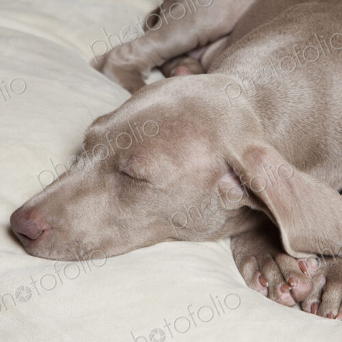 A Weimaraner pedigree puppy sleeping on a bed. A Weimaraner pedigree puppy sleeping on a bed.