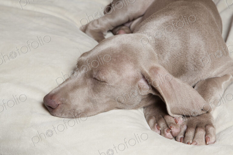 A Weimaraner pedigree puppy sleeping on a bed.