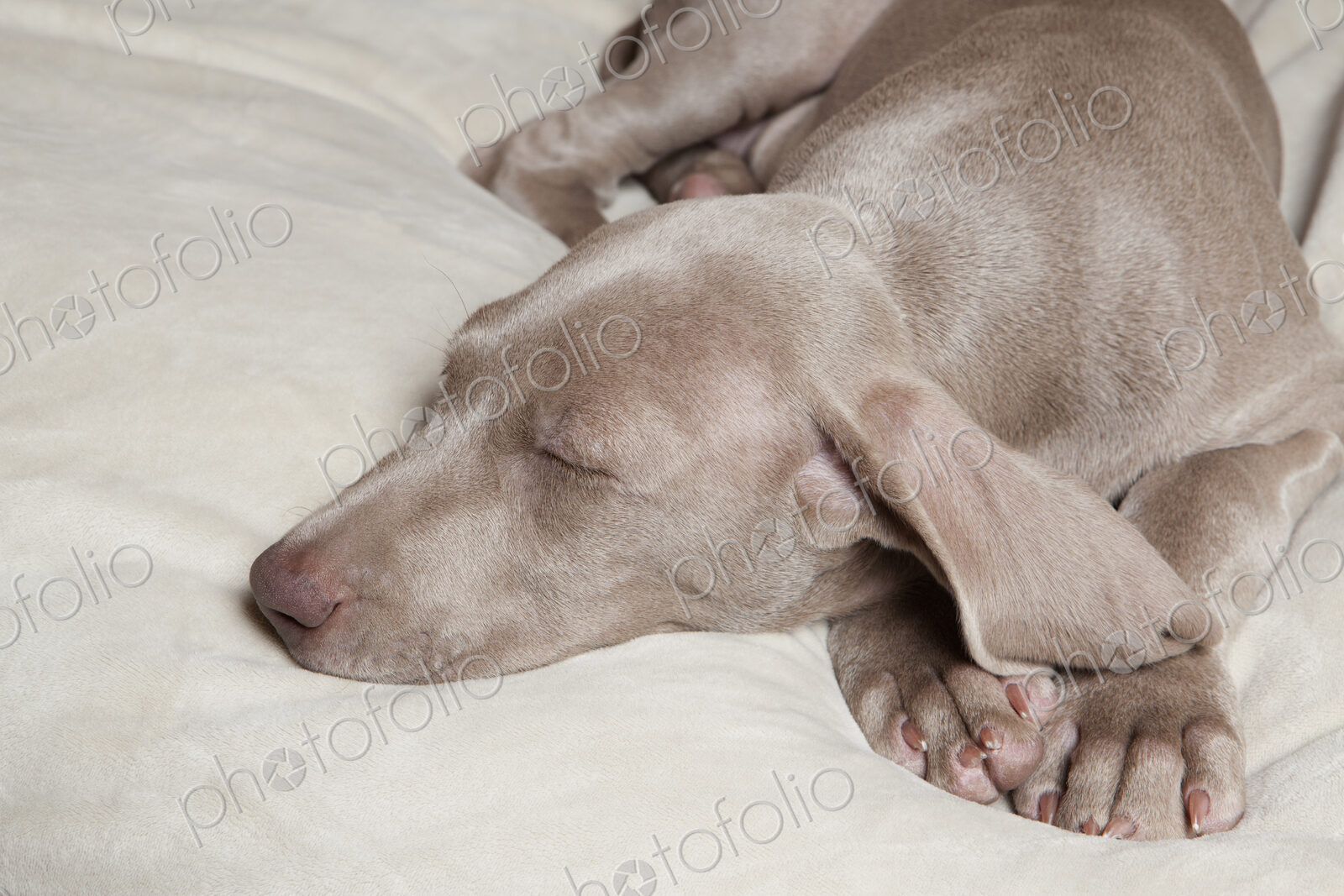 A Weimaraner pedigree puppy sleeping on a bed.