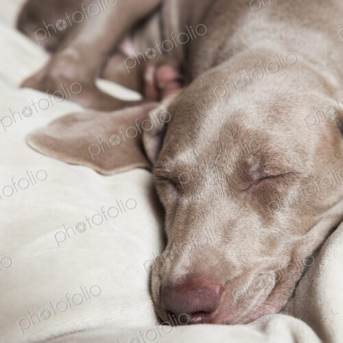 A Weimaraner pedigree puppy sleeping on a bed. A Weimaraner pedigree puppy sleeping on a bed.