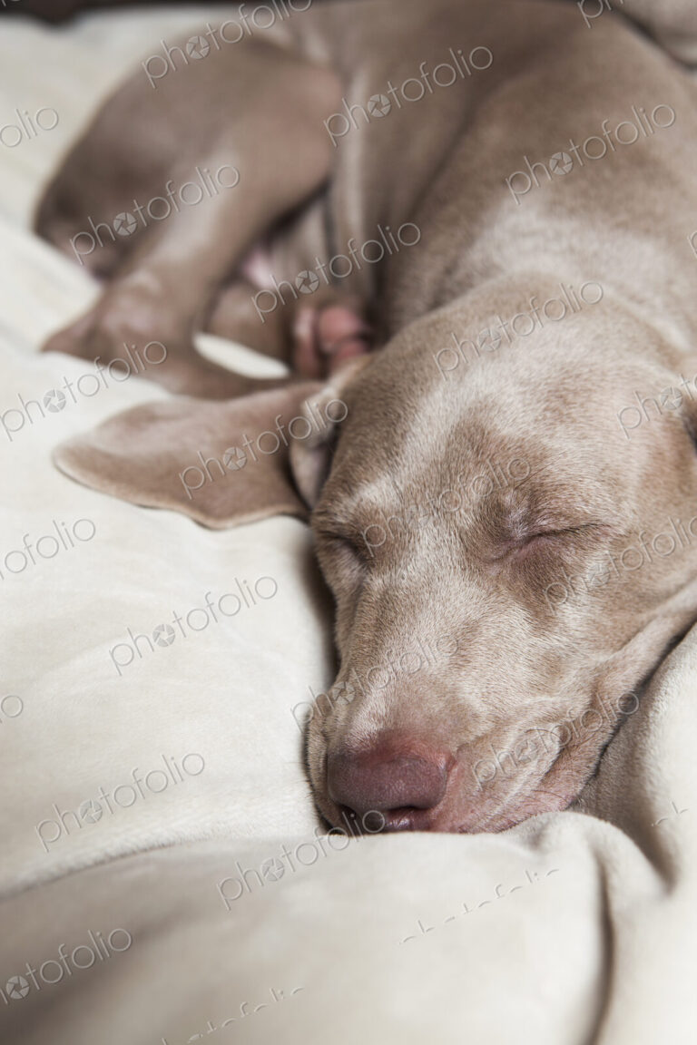 A Weimaraner pedigree puppy sleeping on a bed.