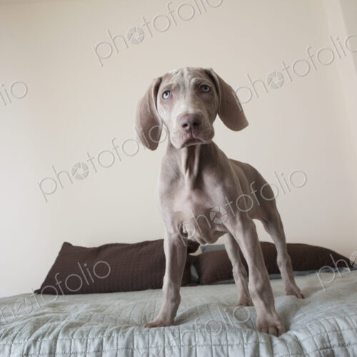 A Weimaraner puppy dog standing on a bed. A Weimaraner puppy dog standing on a bed.