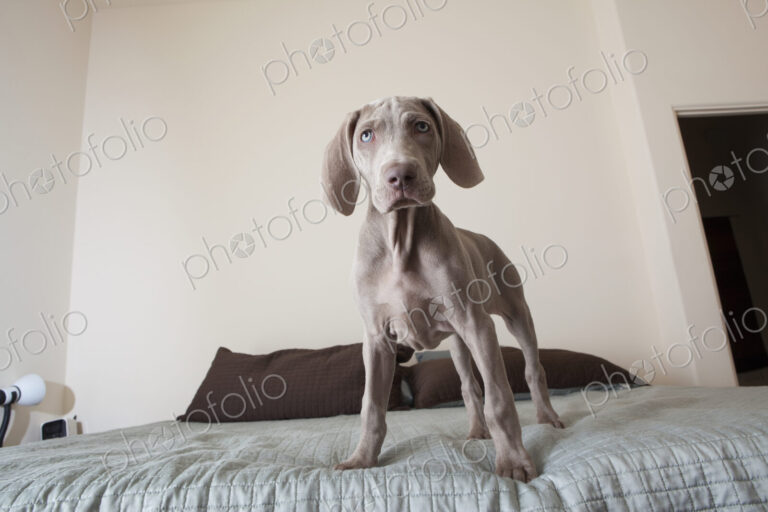 A Weimaraner puppy dog standing on a bed.