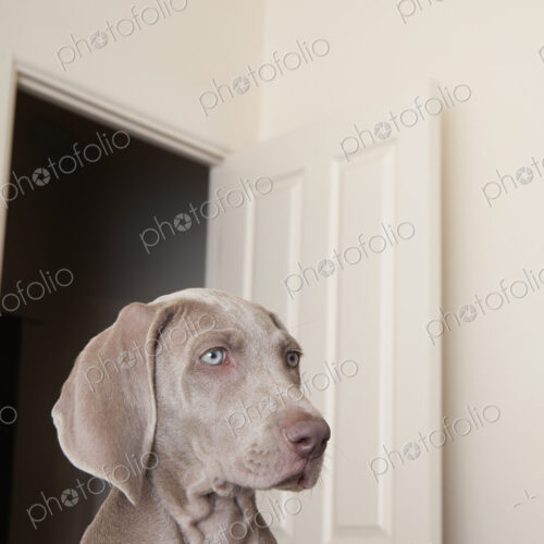 A Weimaraner puppy in a room with an open doorway in the background. A Weimaraner puppy in a room with an open doorway in the background.