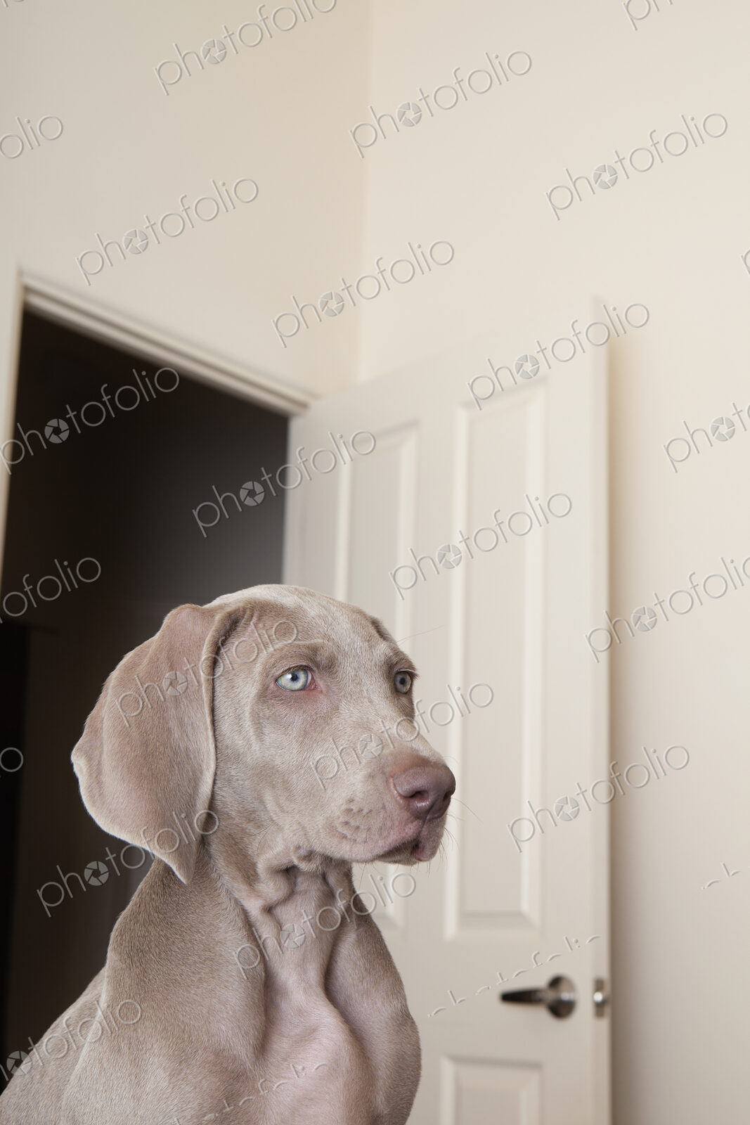 A Weimaraner puppy in a room with an open doorway in the background.