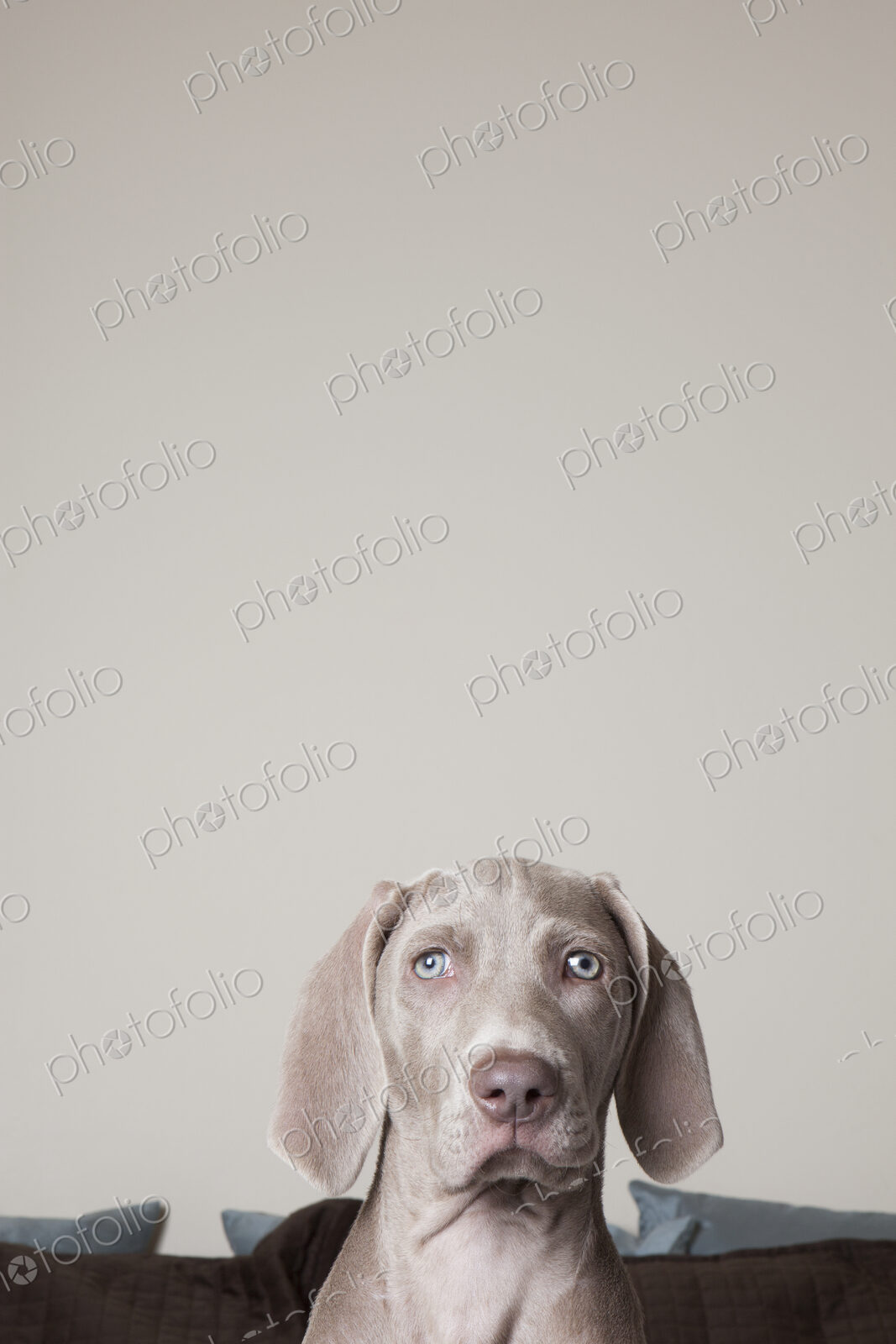 A Weimaraner puppy on a bed. Looking directly ahead.